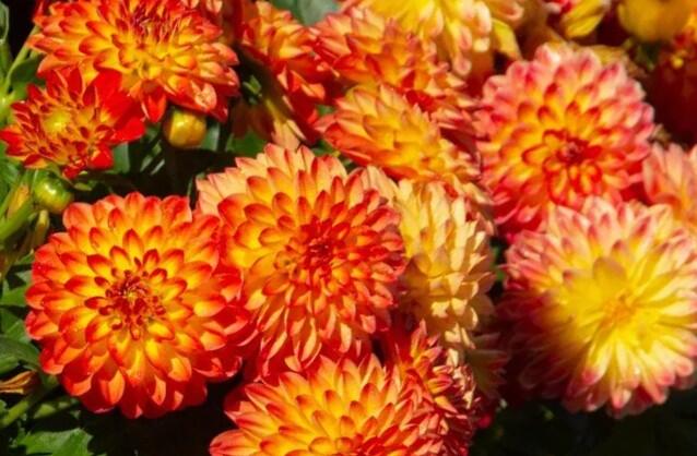 Jiřina 'Lubega Dark Orange Bicolor' - Dahlia 'Lubega Dark Orange Bicolor'