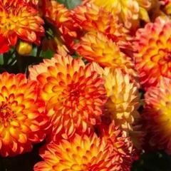 Jiřina 'Lubega Dark Orange Bicolor' - Dahlia 'Lubega Dark Orange Bicolor'