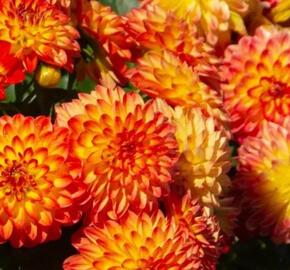 Jiřina 'Lubega Dark Orange Bicolor' - Dahlia 'Lubega Dark Orange Bicolor'