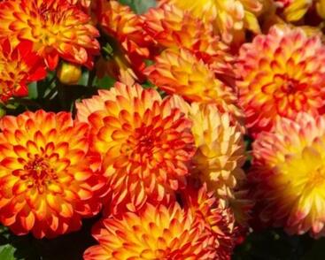 Jiřina 'Lubega Dark Orange Bicolor'