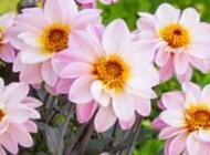 Jiřina 'Lubega Dark Lovely Morning' - Dahlia 'Lubega Dark Lovely Morning'