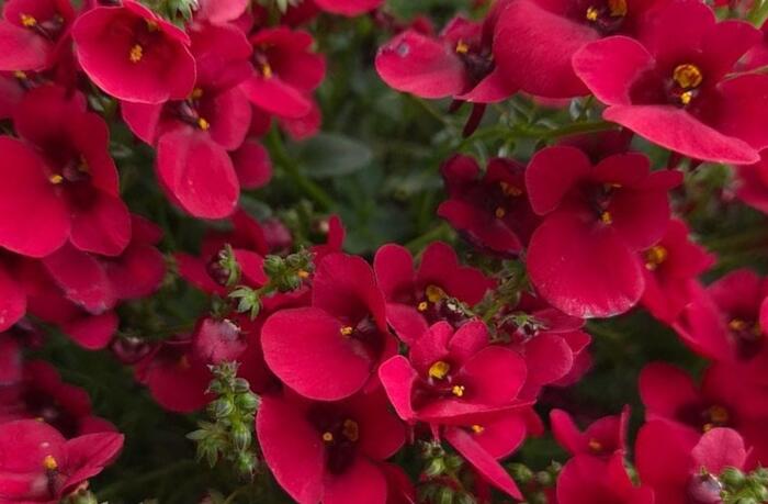 Ostruhatka 'Elfjes Deep Red' - Diascia elegans 'Elfjes Deep Red'