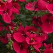 Ostruhatka 'Elfjes Deep Red' - Diascia elegans 'Elfjes Deep Red'