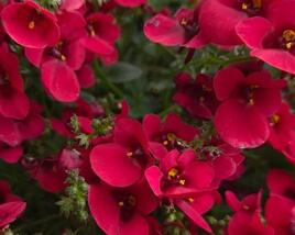 Ostruhatka 'Elfjes Deep Red'