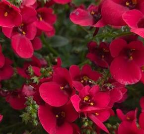 Ostruhatka 'Elfjes Deep Red' - Diascia elegans 'Elfjes Deep Red'