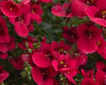 Ostruhatka 'Elfjes Deep Red'