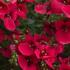 Diascia elegans 'Elfjes Deep Red'.jpg
