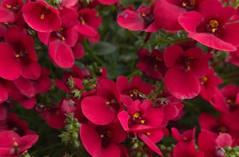 Ostruhatka 'Elfjes Deep Red' - Diascia elegans 'Elfjes Deep Red'