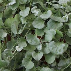 Stříbrný déšť 'Silver Surfer' - Dichondra argentea 'Silver Surfer'