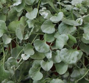 Stříbrný déšť 'Silver Surfer' - Dichondra argentea 'Silver Surfer'