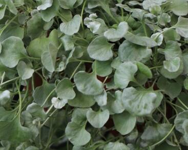 Stříbrný déšť 'Silver Surfer'