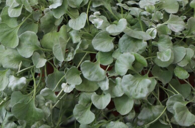 Stříbrný déšť 'Silver Surfer' - Dichondra argentea 'Silver Surfer'