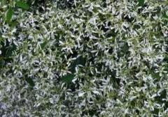 Pryšec třezalkovitý 'Summer Snow' - Euphorbia (Chamaesyce) hypericifolia 'Summer Snow'