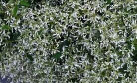 Pryšec třezalkovitý 'Summer Snow' - Euphorbia (Chamaesyce) hypericifolia 'Summer Snow'