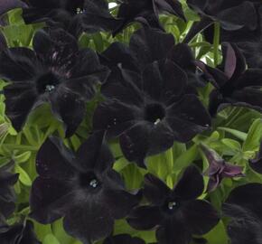 Petúnie 'Ray Black'