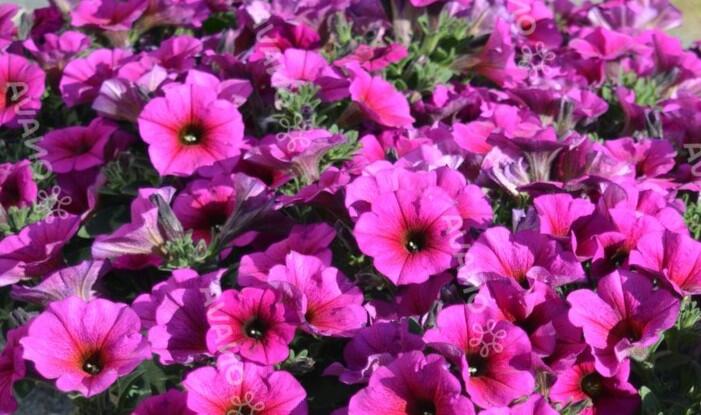 Petúnie 'Petchoa BeautiCal Purple Dawn' - Petunia hybrida 'Petchoa BeautiCal Purple Dawn'