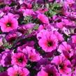 Petúnie 'Petchoa BeautiCal Purple Dawn' - Petunia hybrida 'Petchoa BeautiCal Purple Dawn'