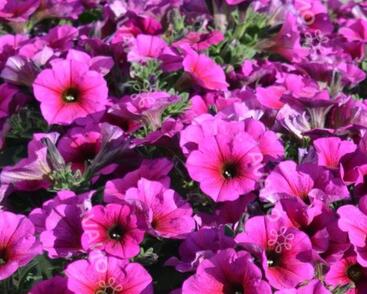 Petúnie 'Petchoa BeautiCal Purple Dawn'