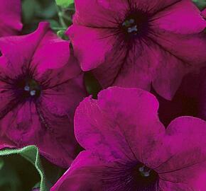 Petúnie 'Itsy Magenta' - Petunia hybrida 'Itsy Magenta'