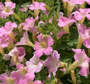 Petúnie 'Itsy Light Pink' - Petunia hybrida 'Itsy Light Pink'