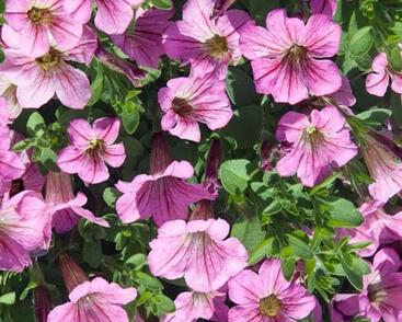 Petúnie 'Littletunia Rose'