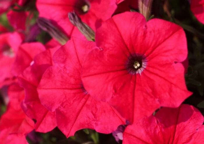 Petúnie 'Cascadias Fuchsia' - Petunia hybrida 'Cascadias Fuchsia'
