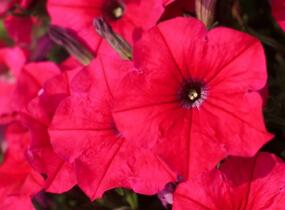 Petúnie 'Cascadias Fuchsia' - Petunia hybrida 'Cascadias Fuchsia'