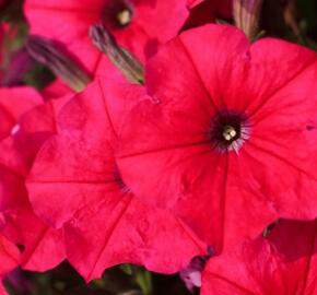 Petúnie 'Cascadias Fuchsia' - Petunia hybrida 'Cascadias Fuchsia'