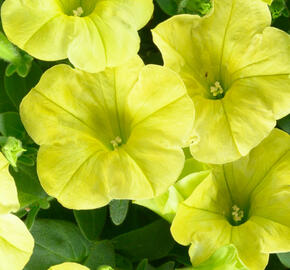 Petúnie 'Capella Hello Sunshine'