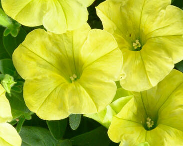 Petúnie 'Capella Hello Sunshine'