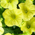 Petunia × atkinsoniana 'Capella Hello Sunshine'.png