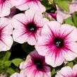 Petúnie 'Capella Bery Lace' - Petunia × atkinsoniana 'Capella Bery Lace'