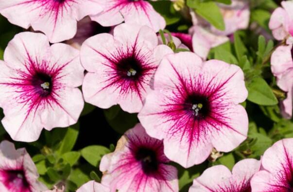 Petúnie 'Capella Bery Lace' - Petunia × atkinsoniana 'Capella Bery Lace'
