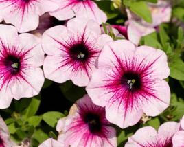Petúnie 'Capella Bery Lace'