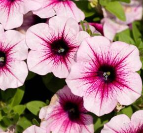 Petúnie 'Capella Bery Lace' - Petunia × atkinsoniana 'Capella Bery Lace'