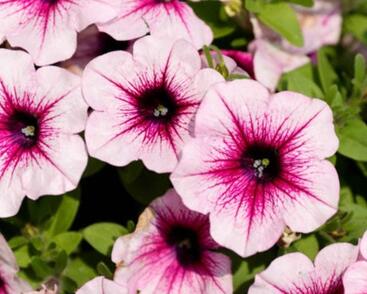 Petúnie 'Capella Bery Lace'