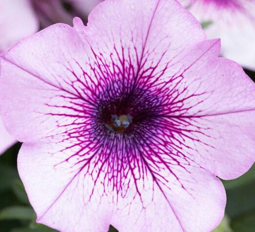 Petúnie 'Capella Purple Veins' - Petunia × atkinsoniana 'Capella Purple Veins'