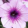 Petúnie 'Capella Purple Veins' - Petunia × atkinsoniana 'Capella Purple Veins'