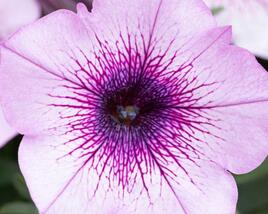 Petúnie 'Capella Purple Veins'