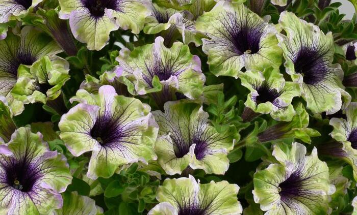 Petúnie 'Amazonas Plum Cockatoo' - Petunia hybrida 'Amazonas Plum Cockatoo'