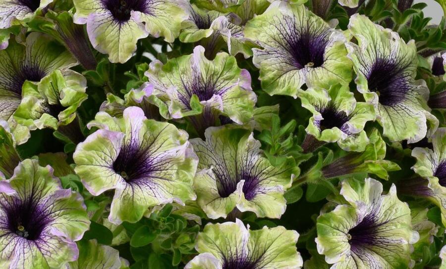 Petúnie 'Amazonas Plum Cockatoo' - Petunia hybrida 'Amazonas Plum Cockatoo'