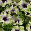 Petúnie 'Amazonas Plum Cockatoo' - Petunia hybrida 'Amazonas Plum Cockatoo'