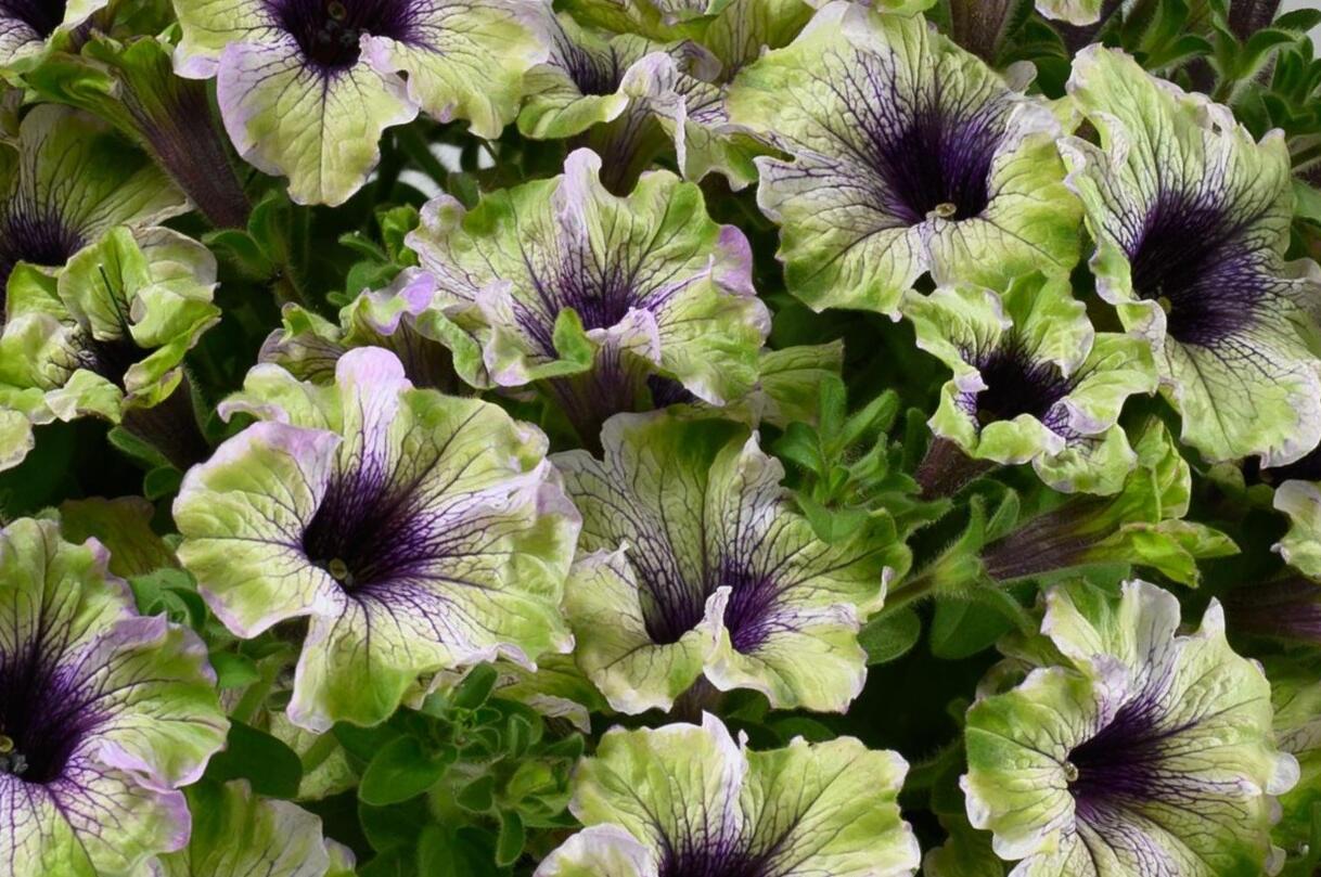 Petúnie 'Amazonas Plum Cockatoo' - Petunia hybrida 'Amazonas Plum Cockatoo'