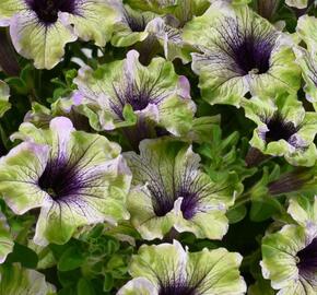 Petúnie 'Amazonas Plum Cockatoo'