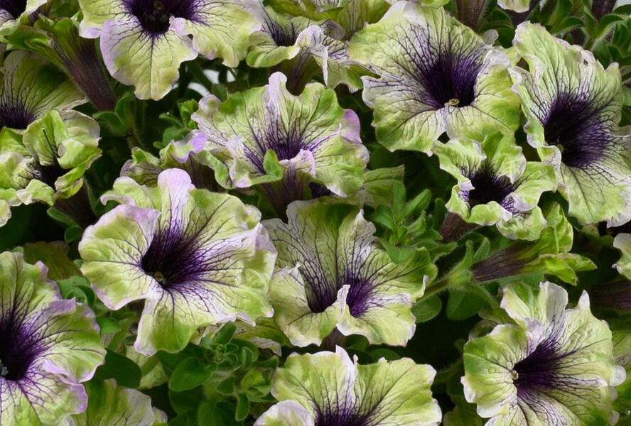 Petúnie 'Amazonas Plum Cockatoo' - Petunia hybrida 'Amazonas Plum Cockatoo'