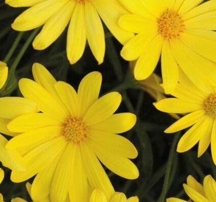 Dvoutvárka 'Margarita Yellow' - Osteospermum ecklonis 'Margarita Yellow'