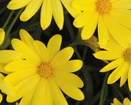 Dvoutvárka 'Margarita Yellow'