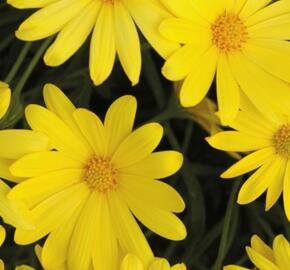 Dvoutvárka 'Margarita Yellow'