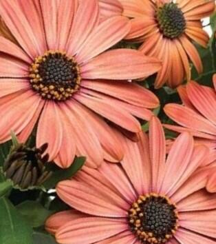 Dvoutvárka 'Tradewinds Terracotta' - Osteospermum ecklonis 'Tradewinds Terracotta'