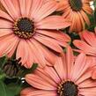 Dvoutvárka 'Tradewinds Terracotta' - Osteospermum ecklonis 'Tradewinds Terracotta'